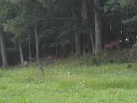 Summer 013 More deer..